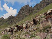 61 Incontro ravvicinato sul sentiero con capre  orobiche